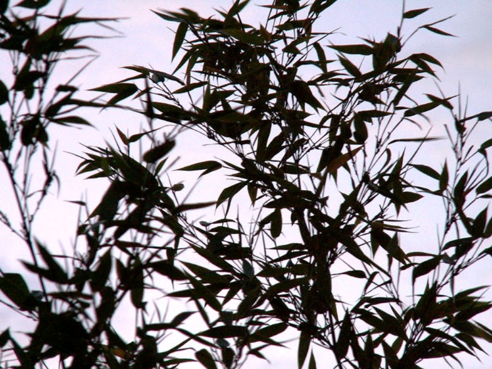 KONICA MINOLTA DIGITAL CAMERA