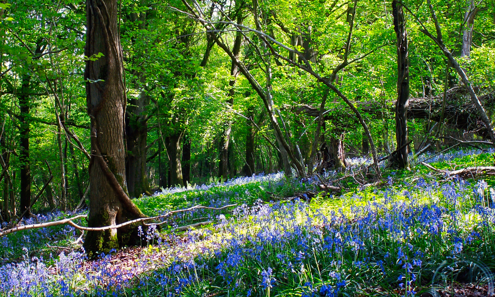 Bluebell Wood