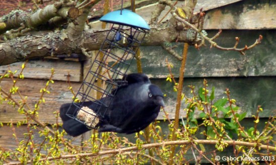 jackdaw © Gabor Kovacs 2013