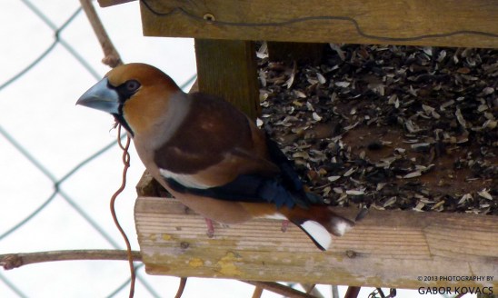 Meggyvago (coccothraustes coccothraustes) © 2013 PHOTOGRAPHY BY GABOR KOVACS