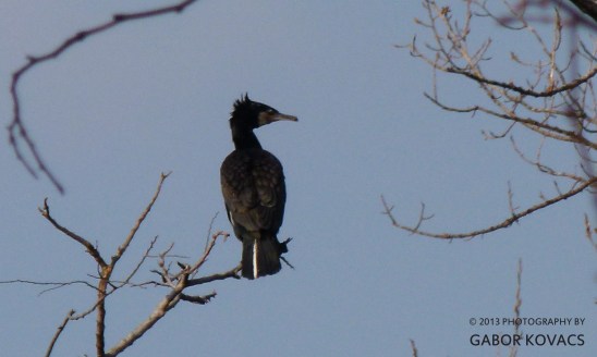 the common cormorant (or shag) © Gabor Kovacs 2013