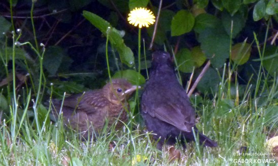 Springwatch © 2013 GABOR KOVACS