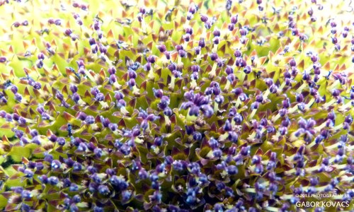 sunflower head © 2013 GABOR KOVACS
