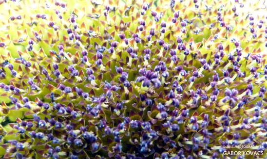 sunflower head © 2013 GABOR KOVACS