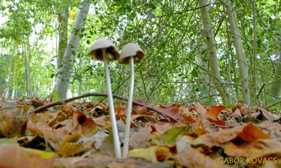 toadstools © 2013 GABOR KOVACS