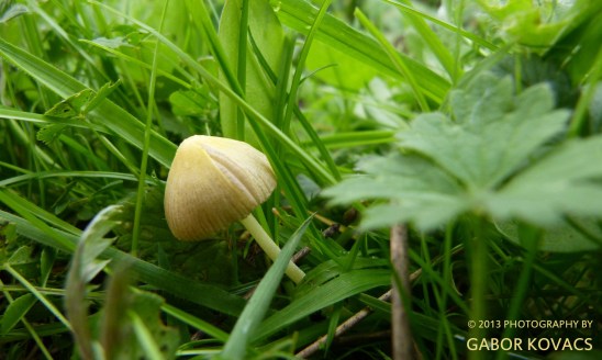 toadstool © 2013 GABOR KOVACS