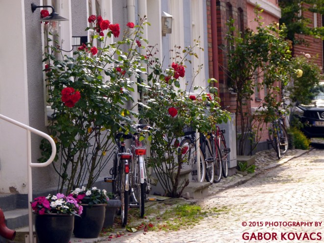 roses and bicycles © 2015 PHOTOGRAPHY BY GABOR KOVACS