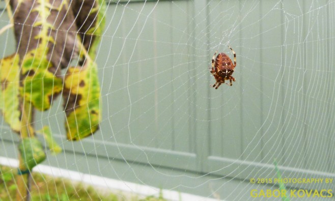 work in progress © 2015 PHOTOGRAPHY BY GABOR KOVACS