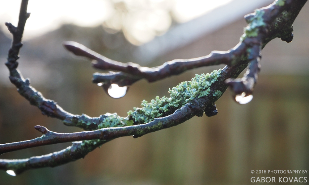 After the rain&nbsp;(2)