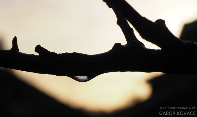 © 2016 PHOTOGRAPHY BY GABOR KOVACS