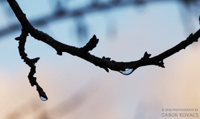 After the rain © 2016 PHOTOGRAPHY BY GABOR KOVACS