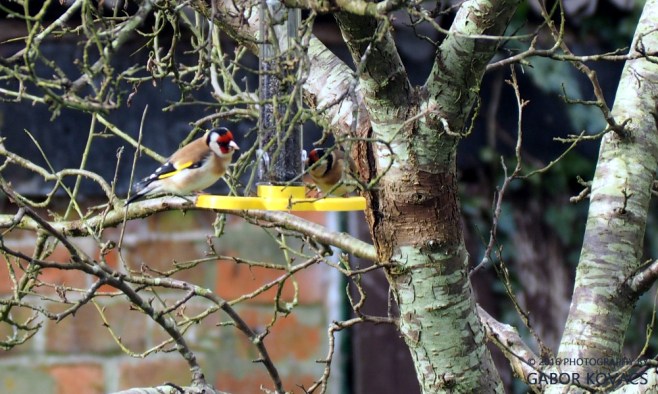 goldfinches