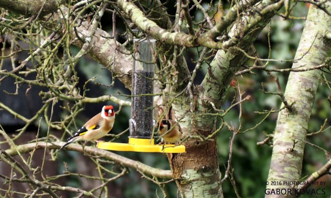 goldfinches