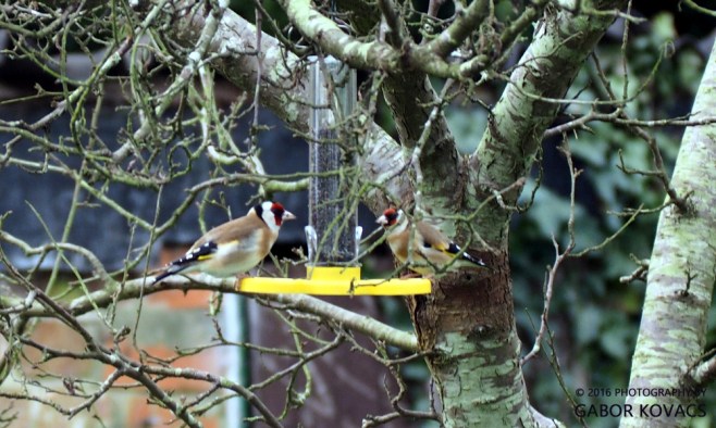 goldfinches