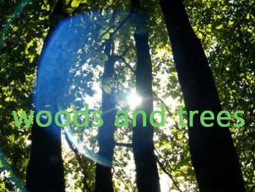 woods and trees