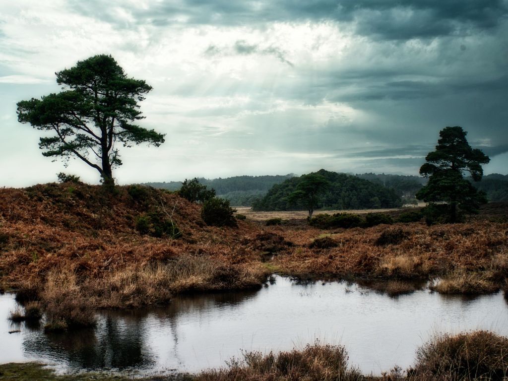Winter in the New&nbsp;Forest