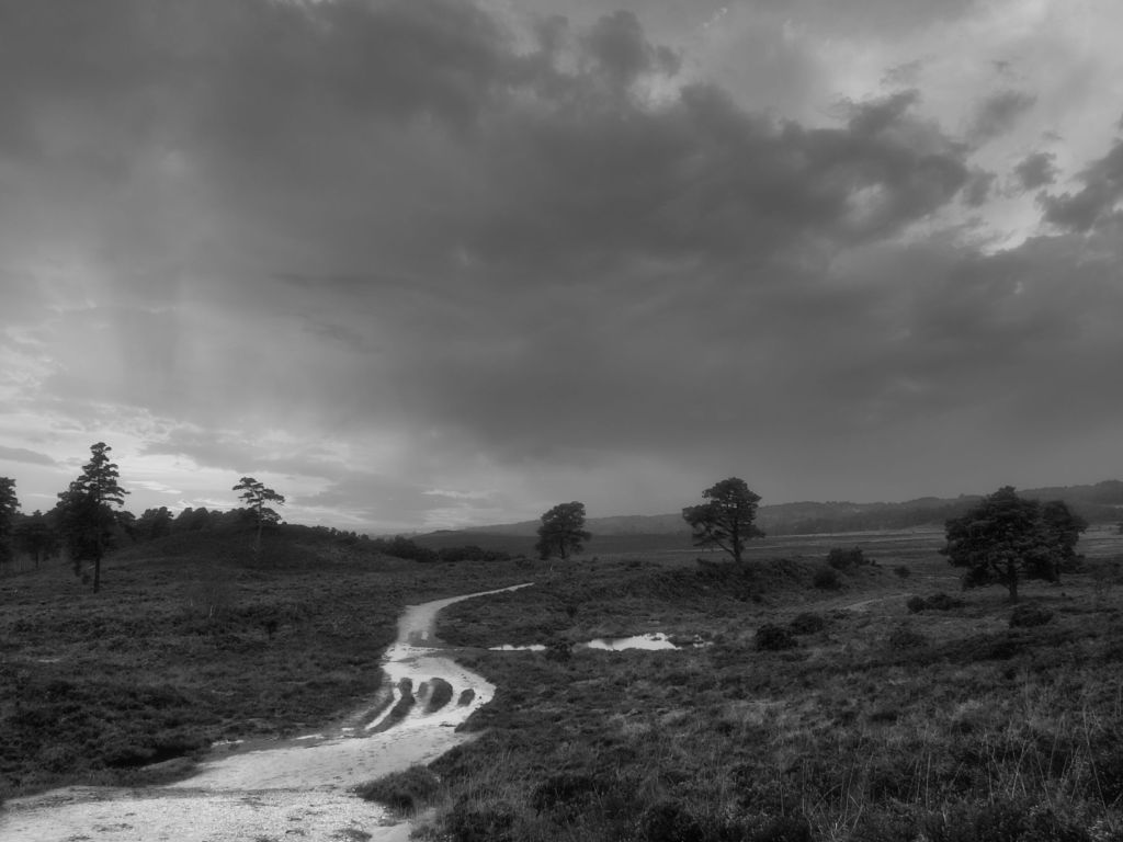 Winter in the New Forest&nbsp;(2)