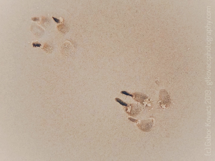 paw prints in the&nbsp;sand