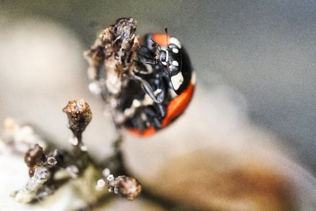 ladybird (3 photos)