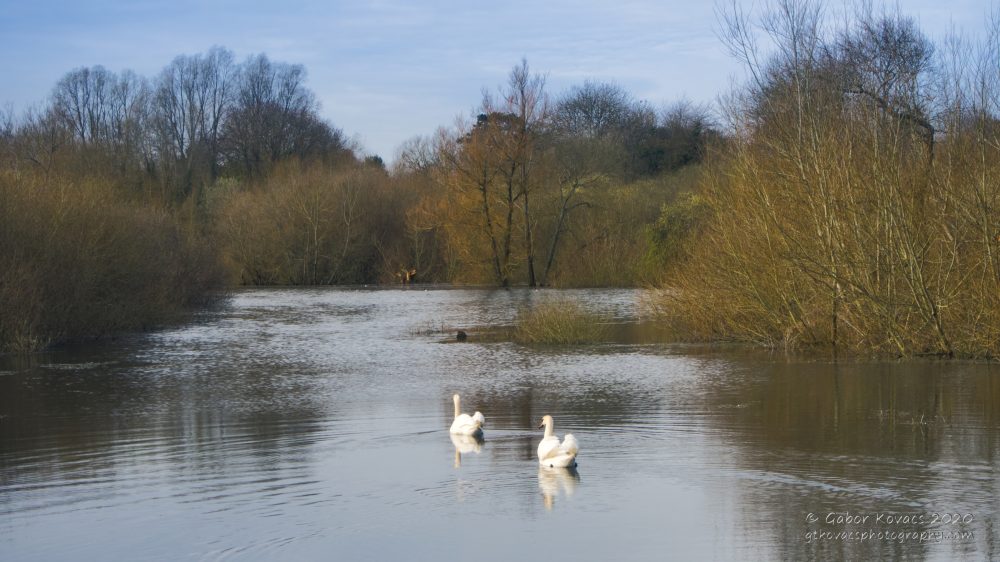 Bishop’s Waltham Pond