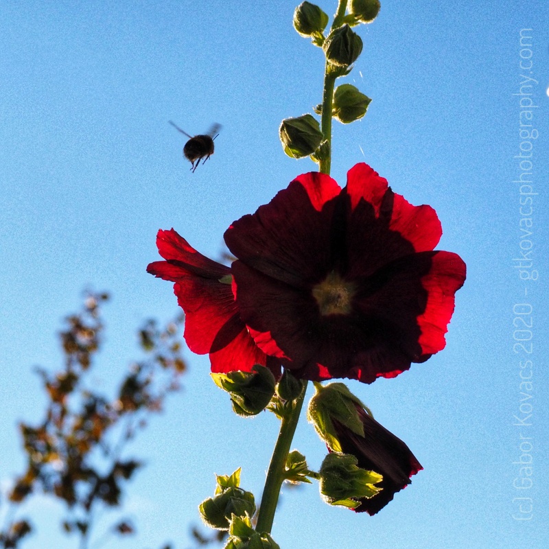 hollyhocks