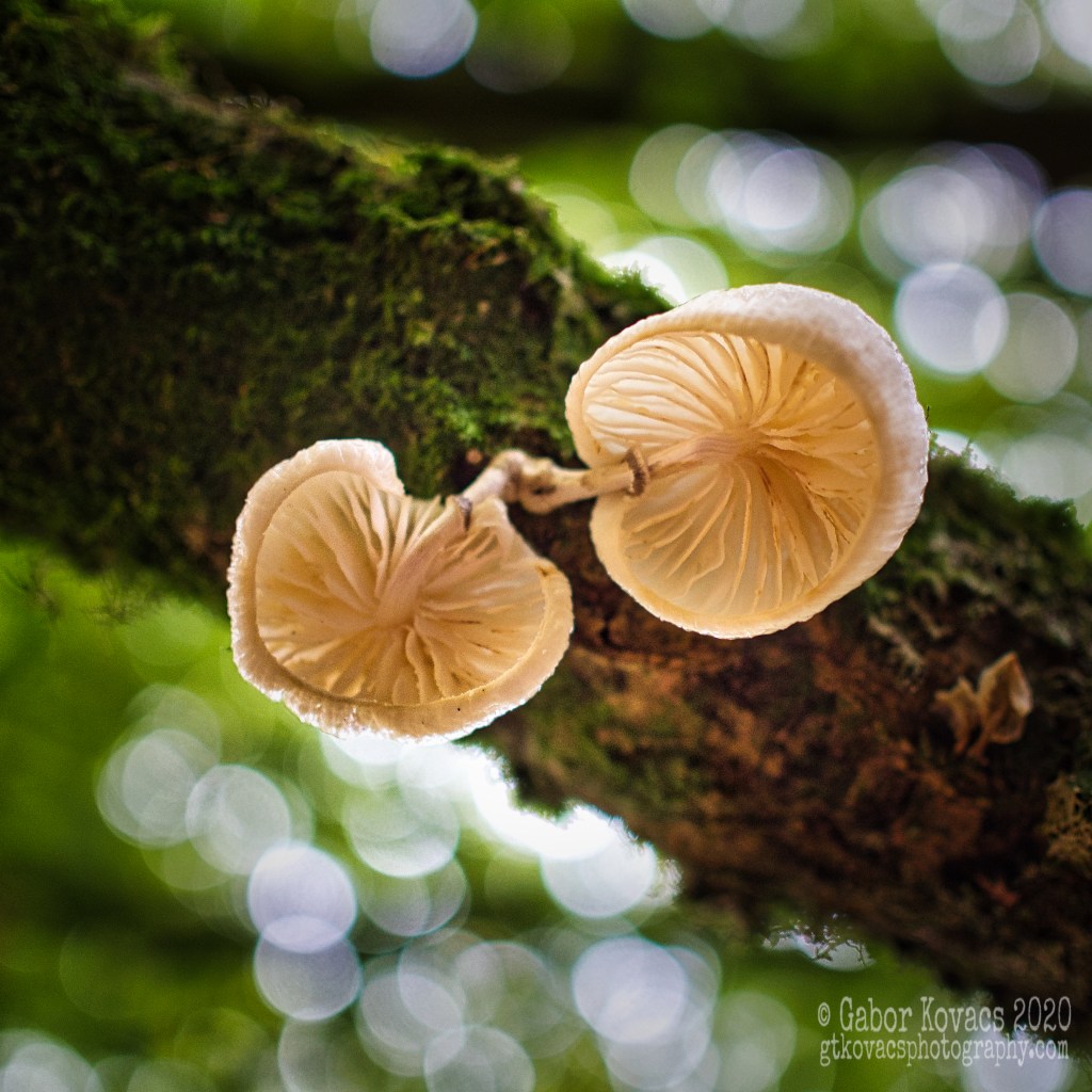fungi 4