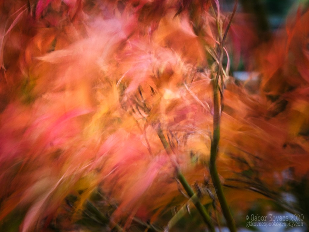 Maple – with&nbsp;ITM*