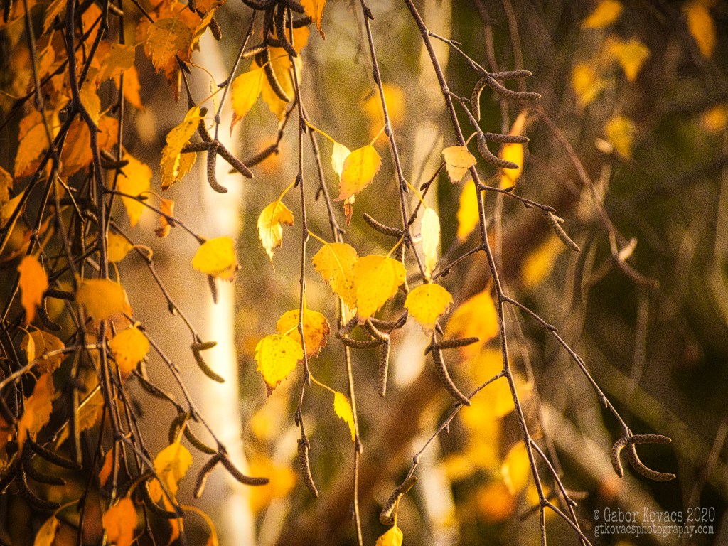 birch leaves, autumn