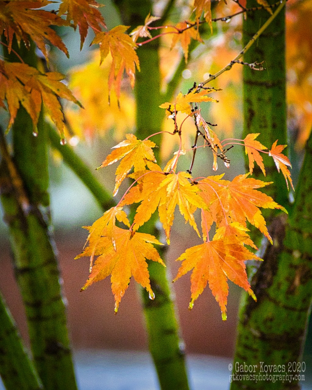 maple in the&nbsp;rain