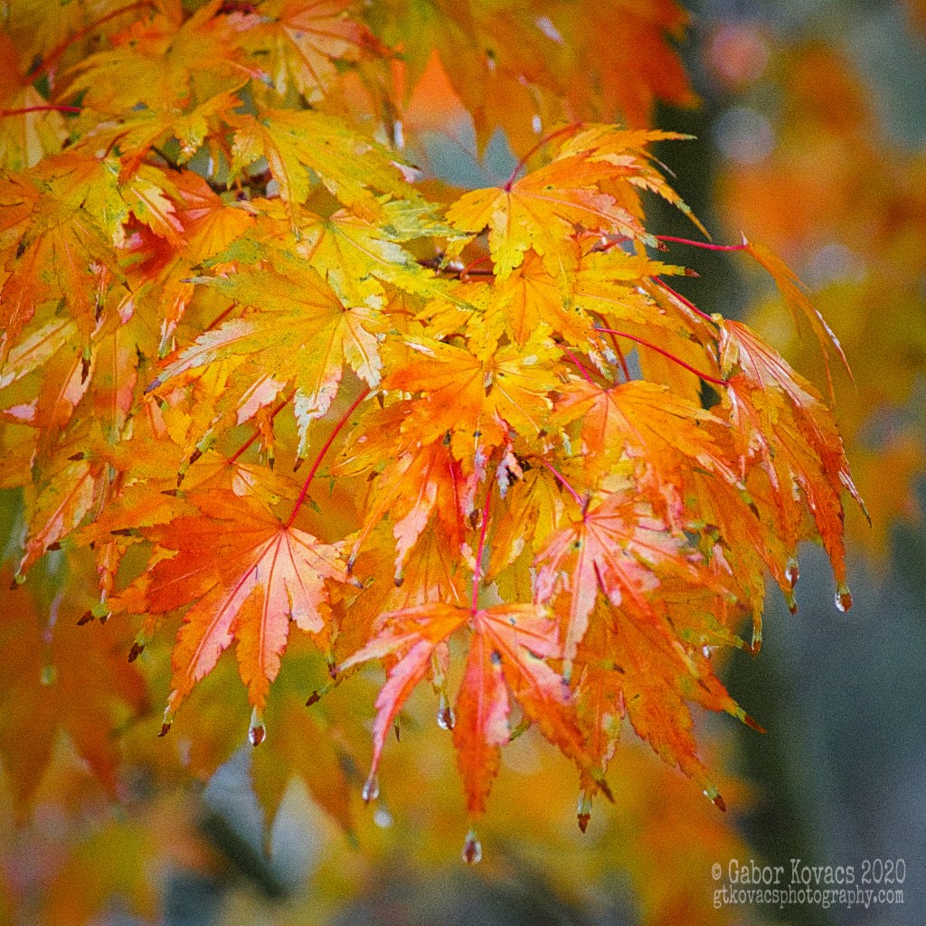 maple in the rain&nbsp;(2)