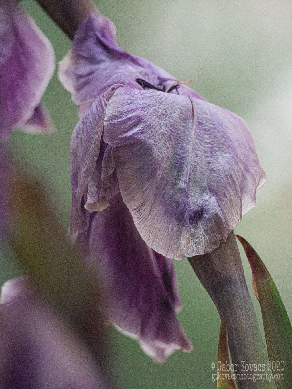 fading gladioli