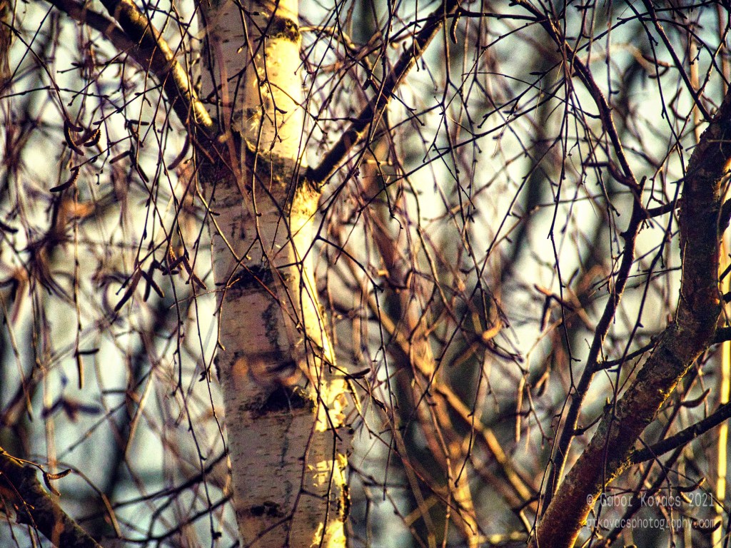 birch tree