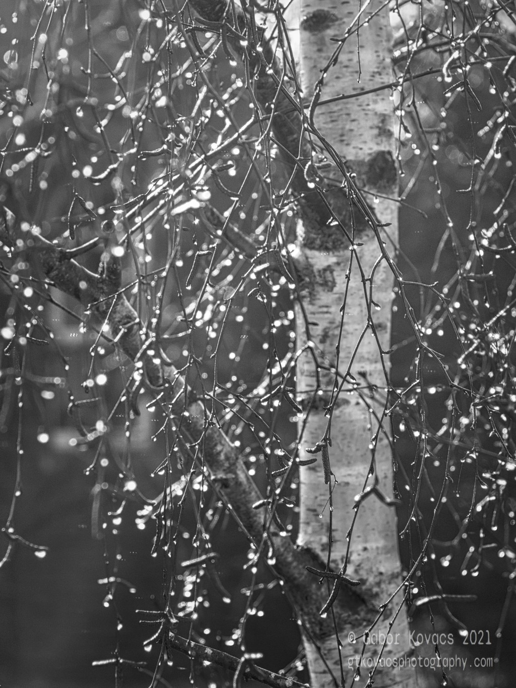 dew drops on the birch tree&nbsp;(B&W)