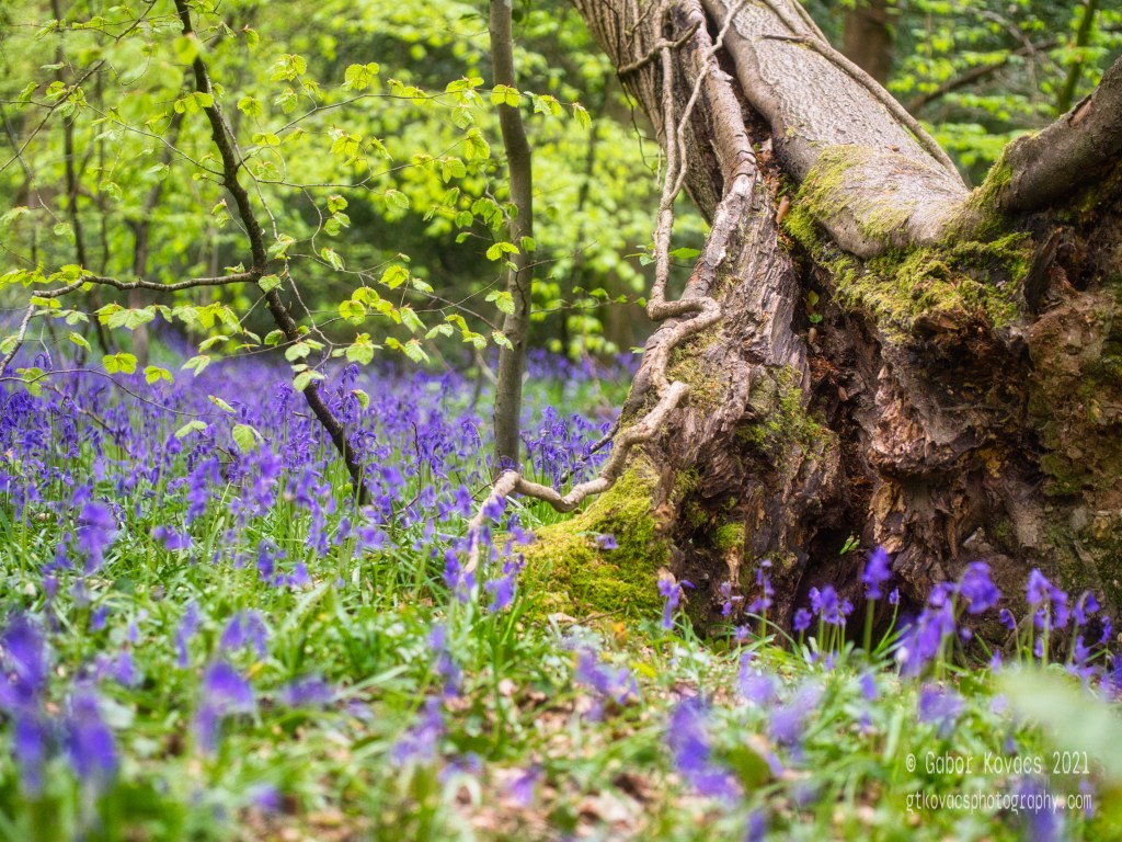 bluebells