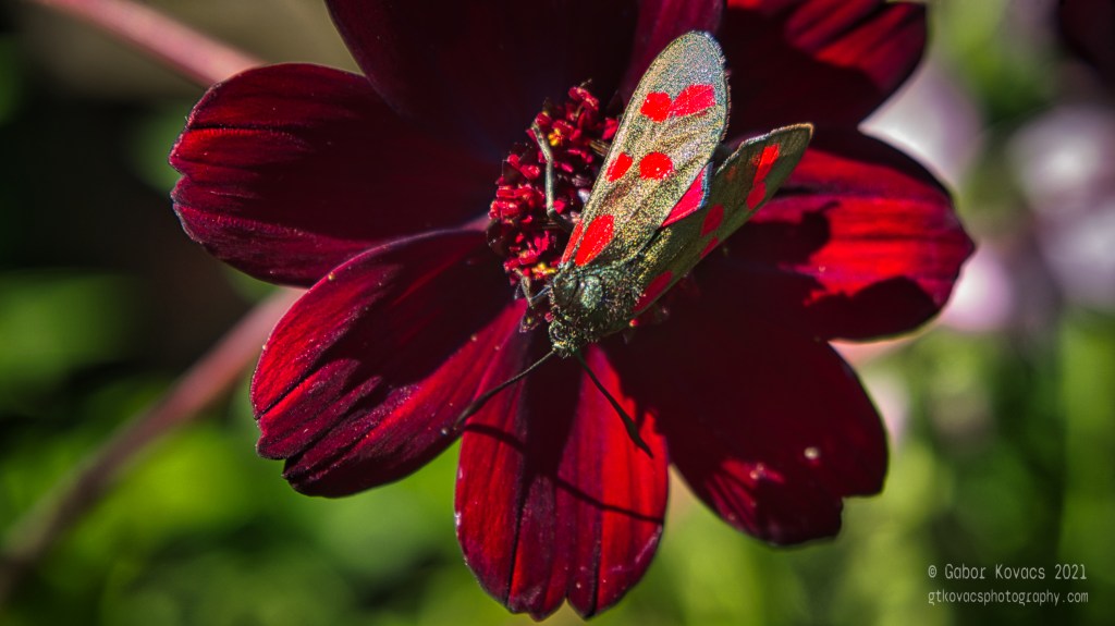 6 spot burnet&nbsp;moth