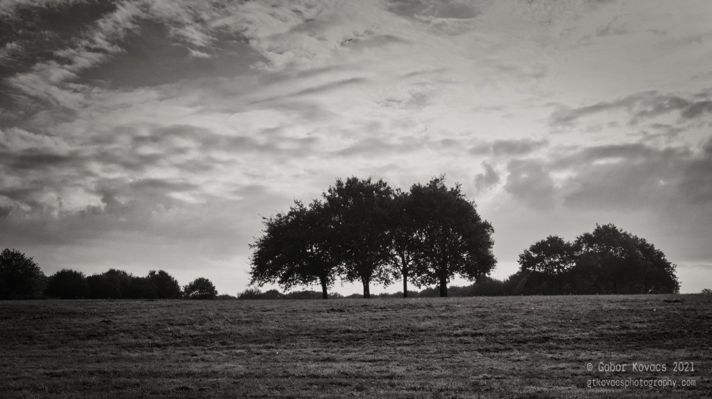 trees – cams hall&nbsp;estate
