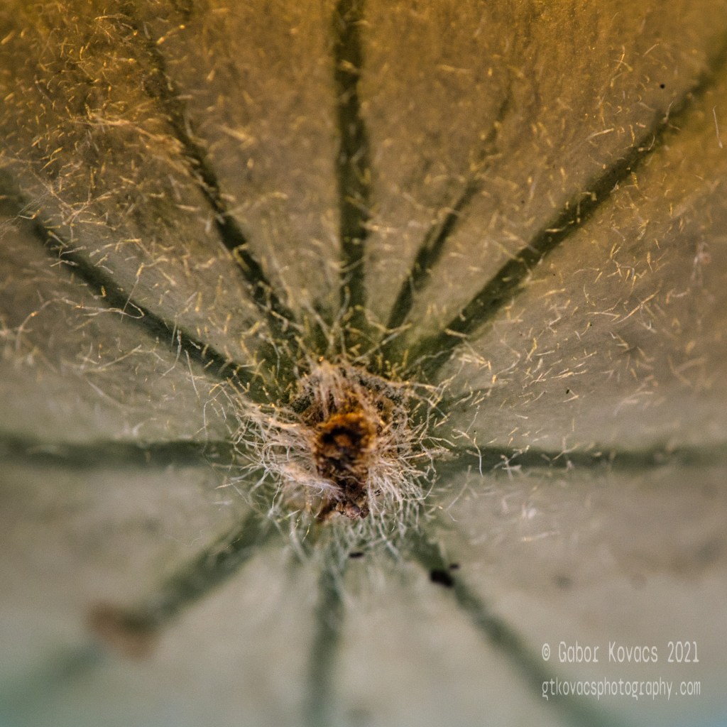 close up of the&nbsp;melon