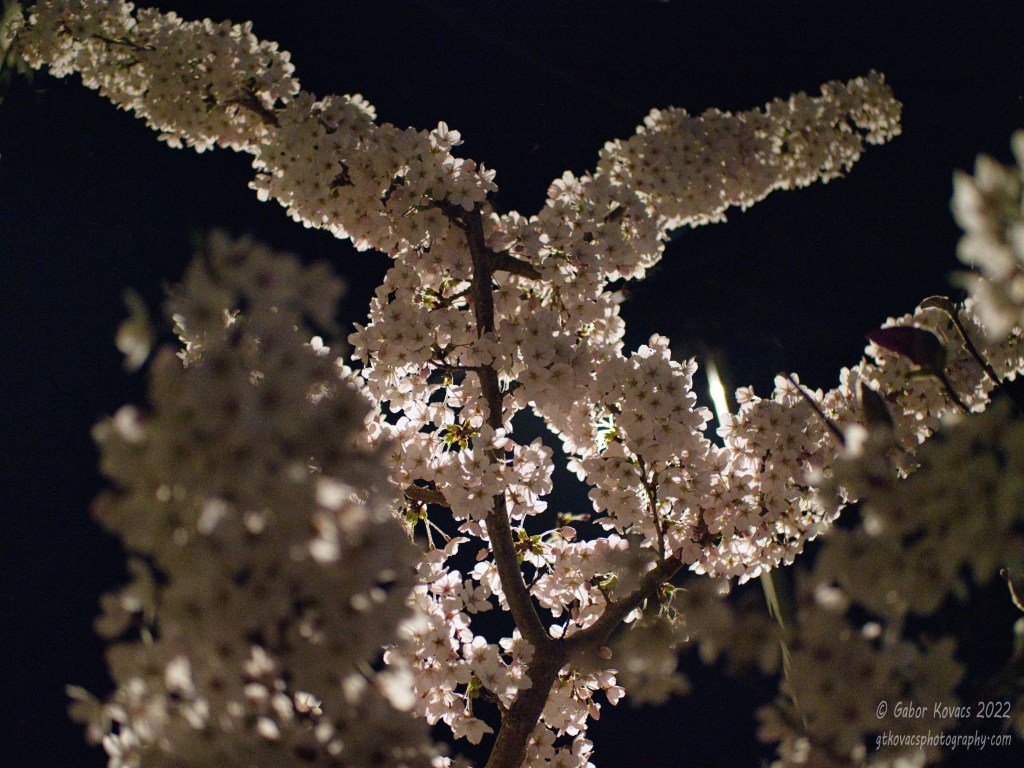 cherry blossom by&nbsp;lamplight