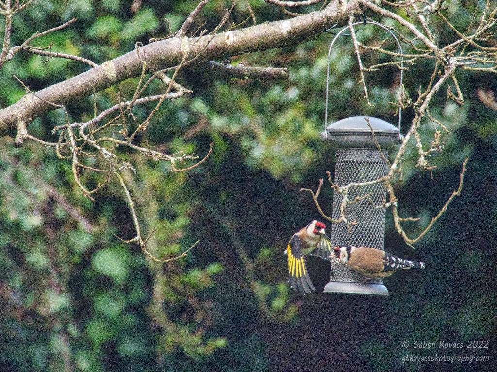 goldfinches