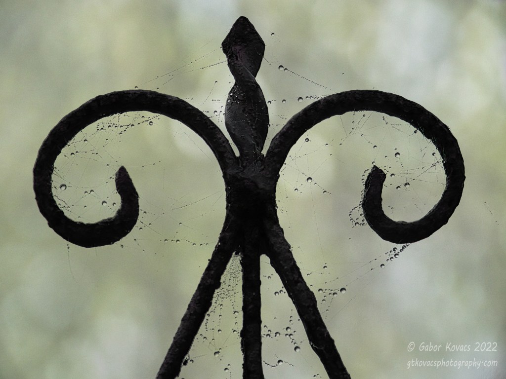cobwebs on the garden&nbsp;gate