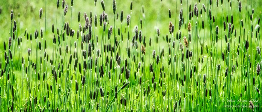 grass seed heads