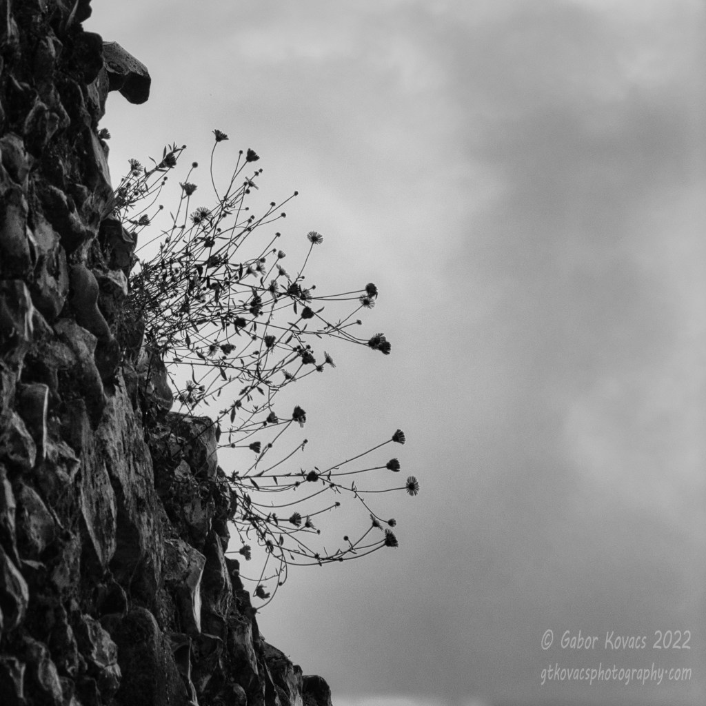 clinging to the&nbsp;wall