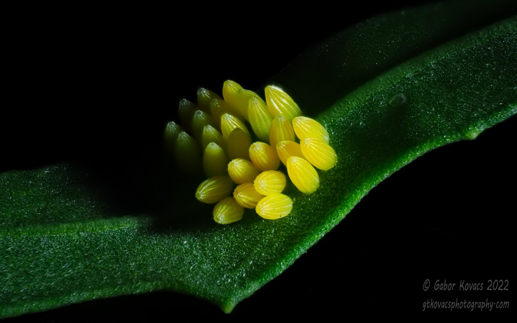 butterfly eggs