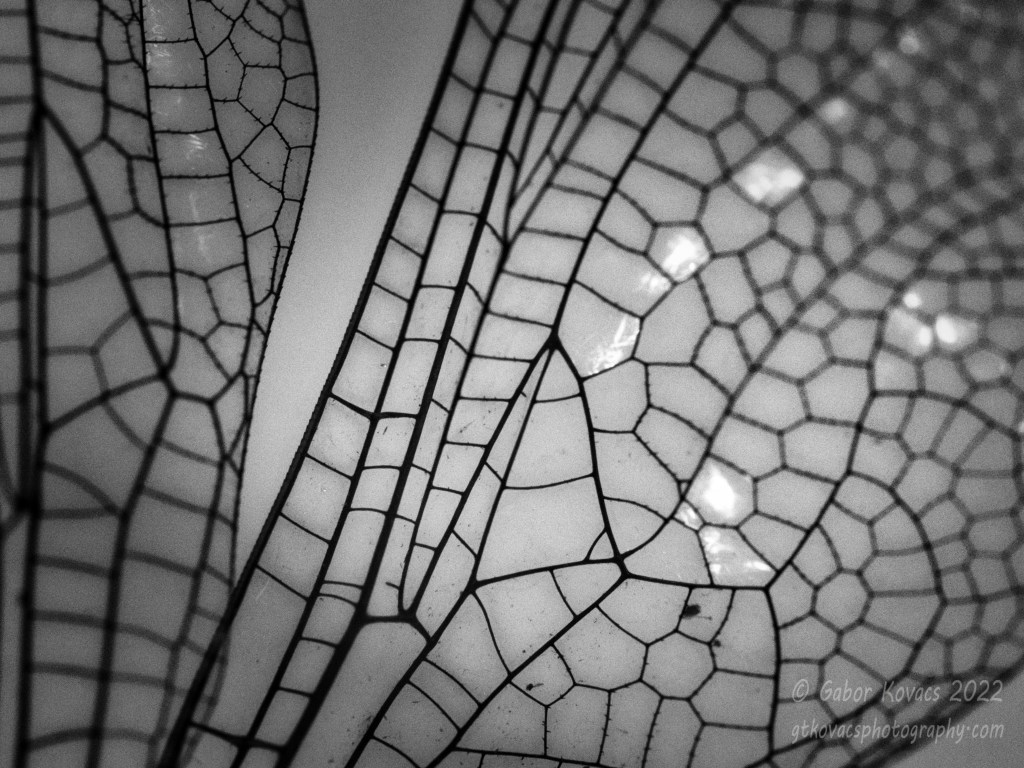 dragonfly wings