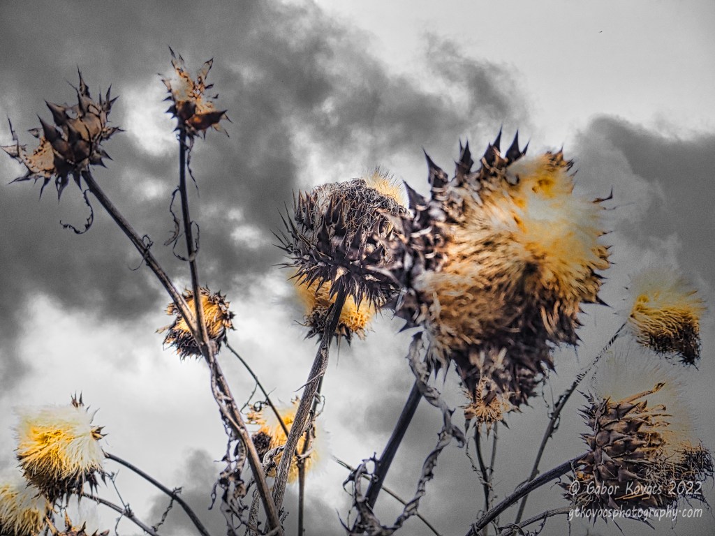 dead sunflowers on a grey&nbsp;day