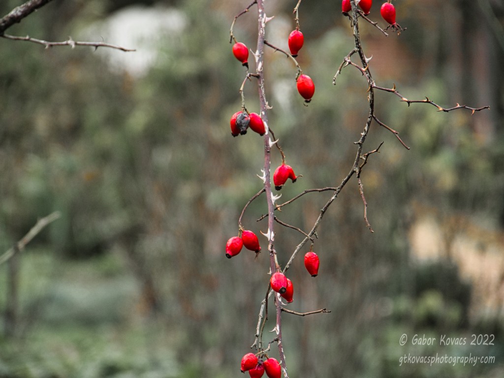 Rose hips