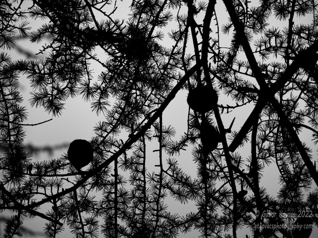 Atlantic Cedar cones