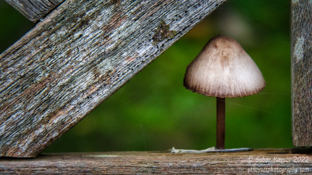 fungus on the garden&nbsp;bench