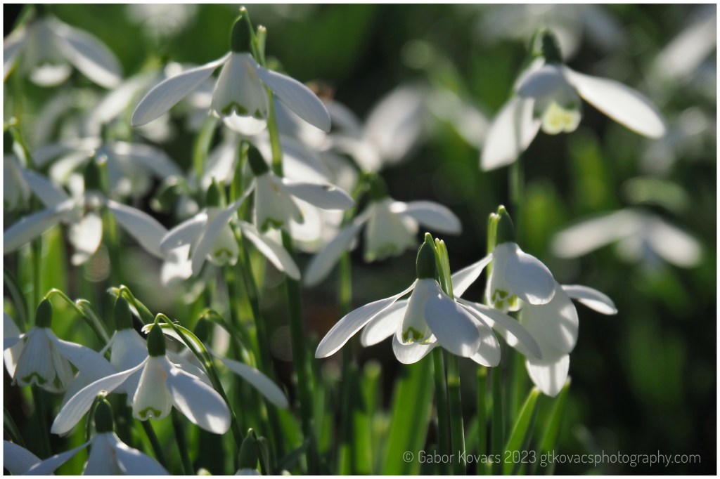 Snowdrops