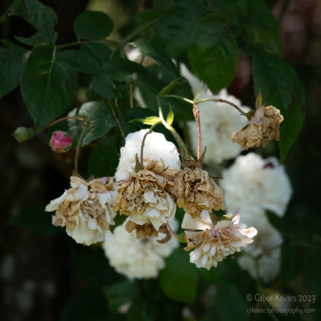 Embrace what is presented to you – week&nbsp;25